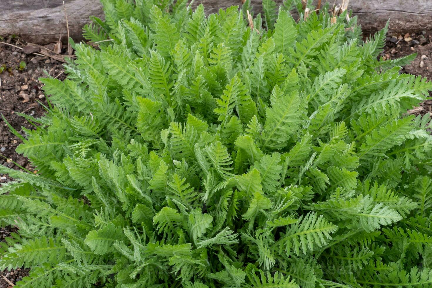 Green leaves of achillea filipendula in the spring. Medicinal plants in the garden photo