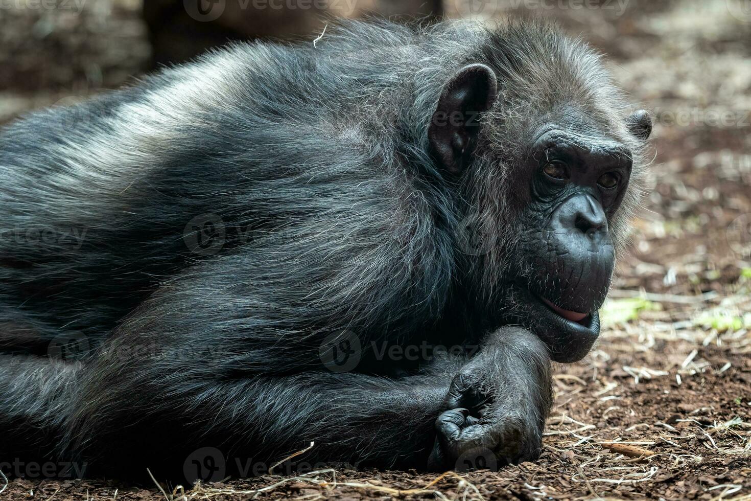 retrato de el chimpancé, pan trogloditas. foto