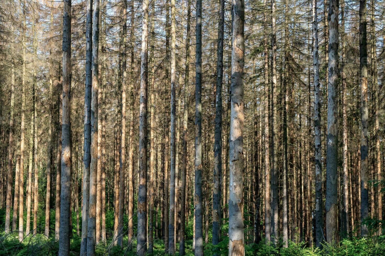 Dead spruces following bark beetle infestation. The consequence photo