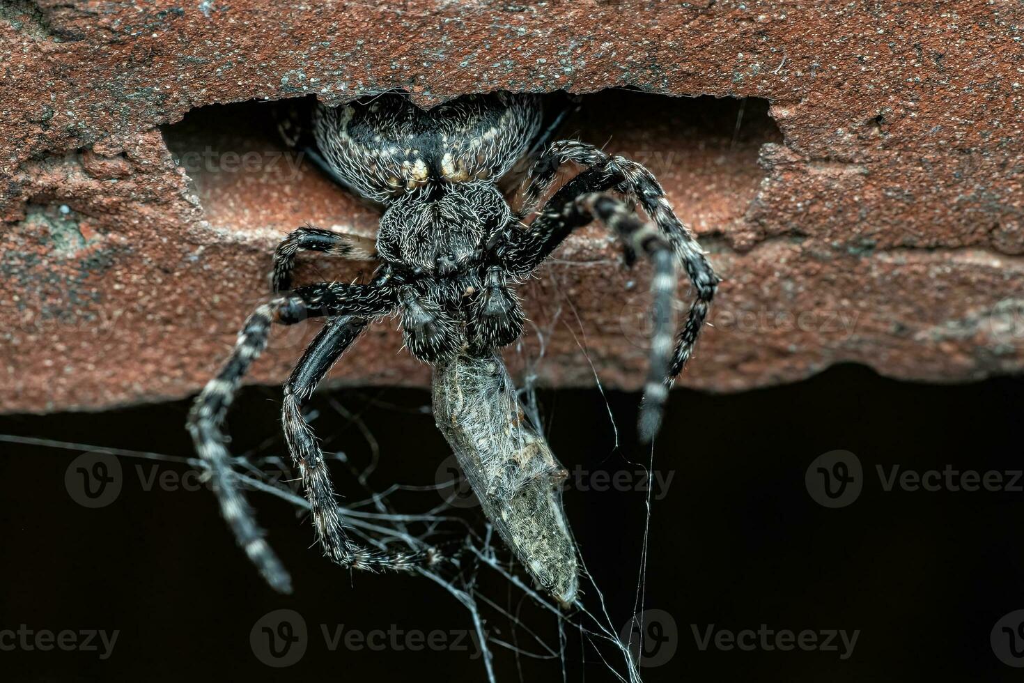 Spider wraps the thread around the captured prey. photo