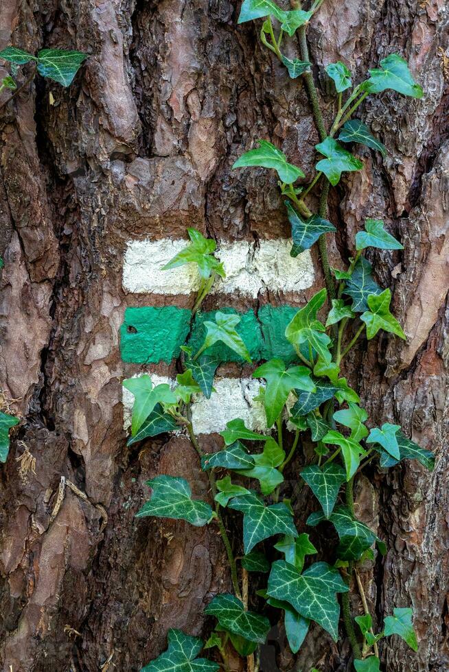 ladrar de aliso, alnus glutinosa parcialmente cubierto por hiedra Hedera hélice y turista signo. foto