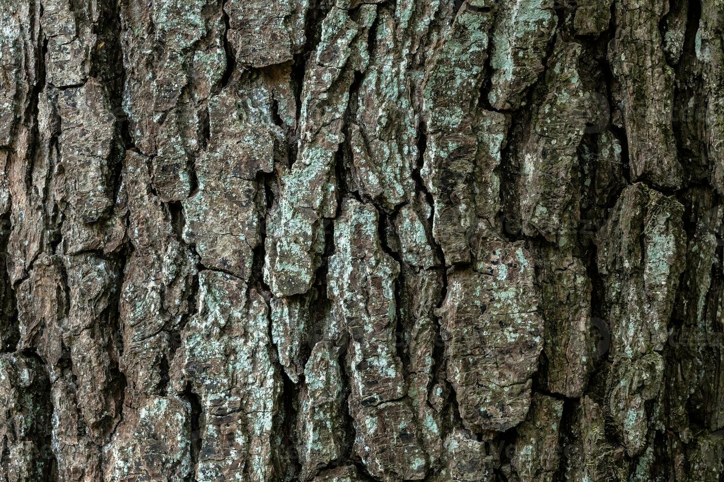 Detail of tree bark. Alder tree, Alnus glutinosa. Natural texture photo