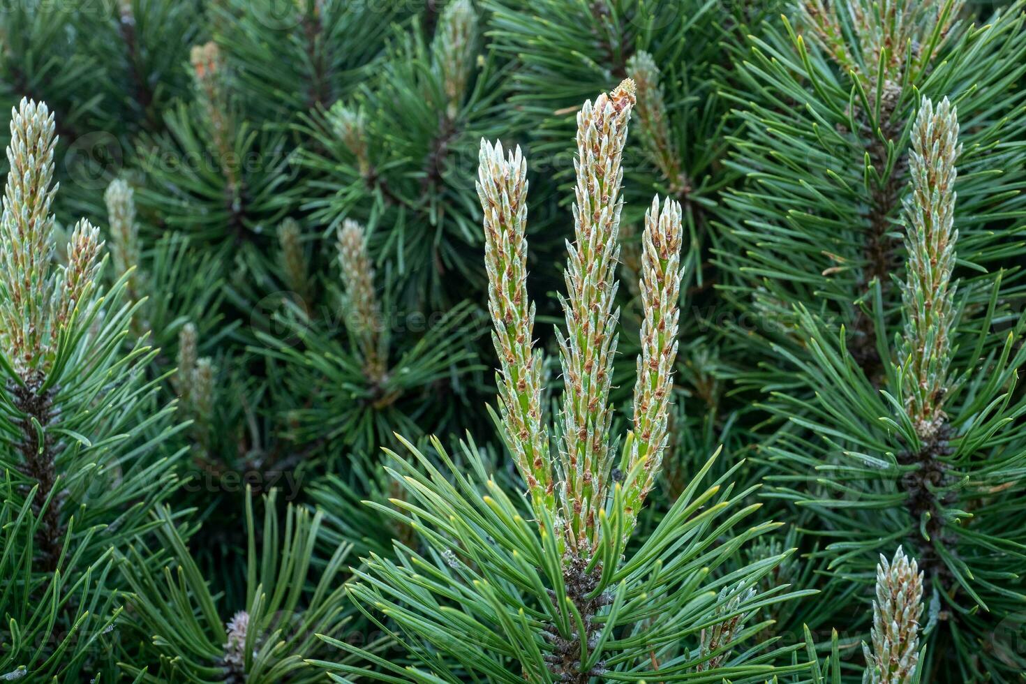 Young shoots on branches pine. photo