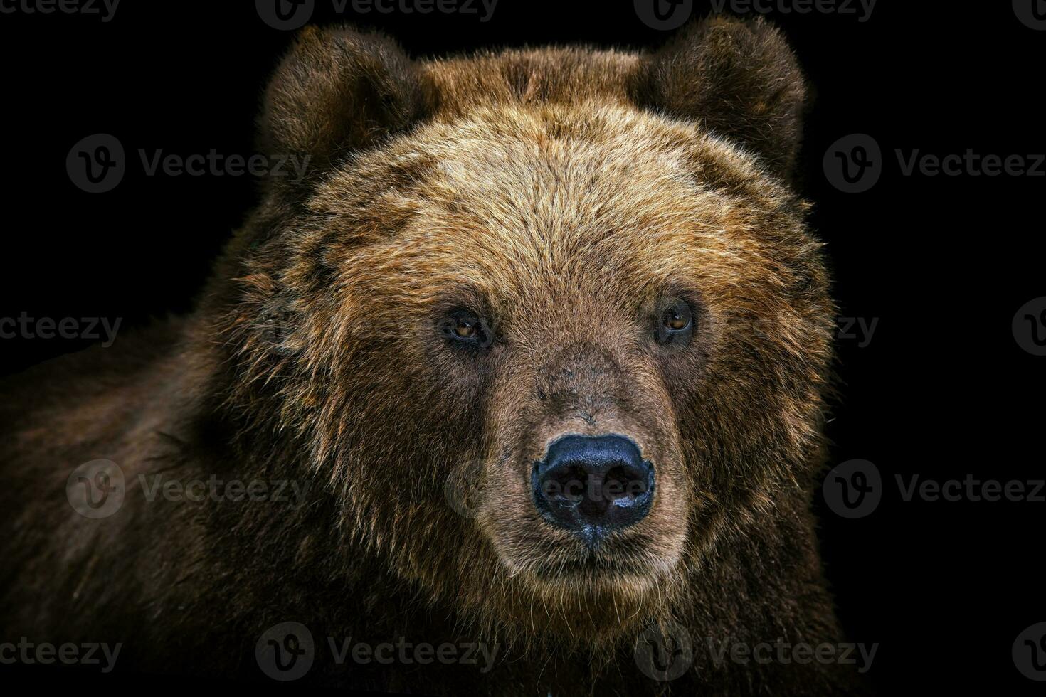 Front view of brown bear isolated on black background. Portrait of Kamchatka bear. Ursus arctos beringianus photo