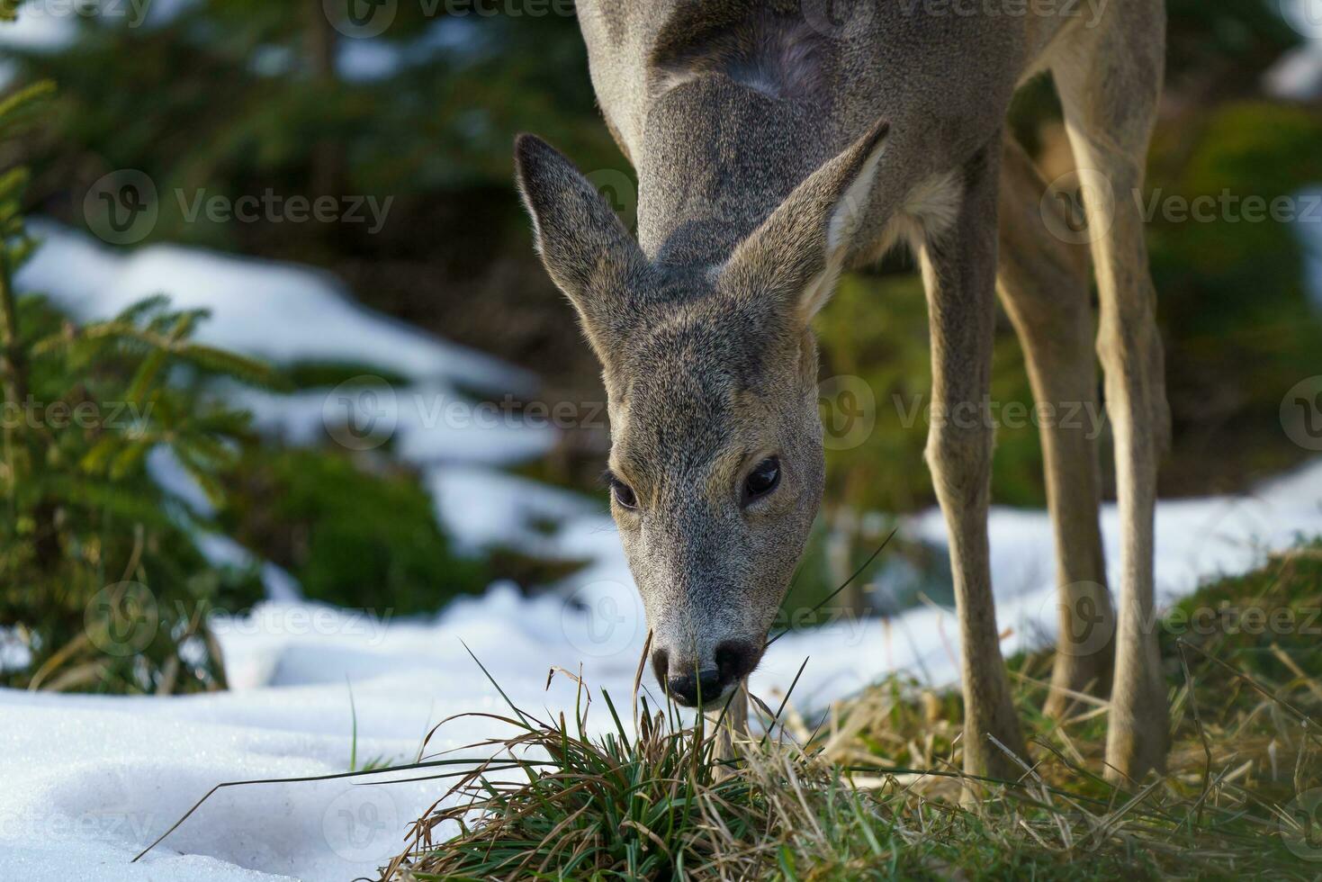 Roe deer in forest, Capreolus capreolus. Wild roe deer in nature. photo