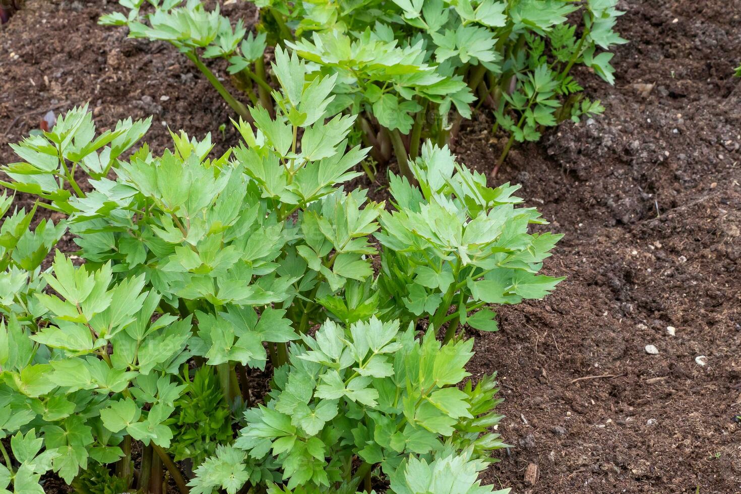 Spices and Herbs, Lovage plant, Levisticum officinale growing in the garden. photo