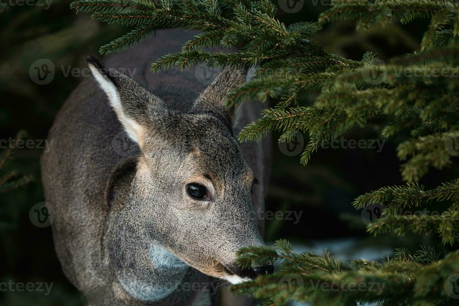 Roe deer in forest, Capreolus capreolus. Wild roe deer in nature. photo