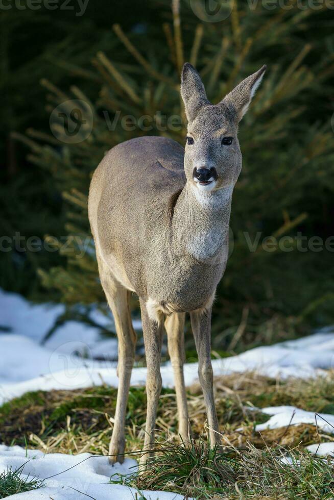 Roe deer in forest, Capreolus capreolus. Wild roe deer in nature. photo