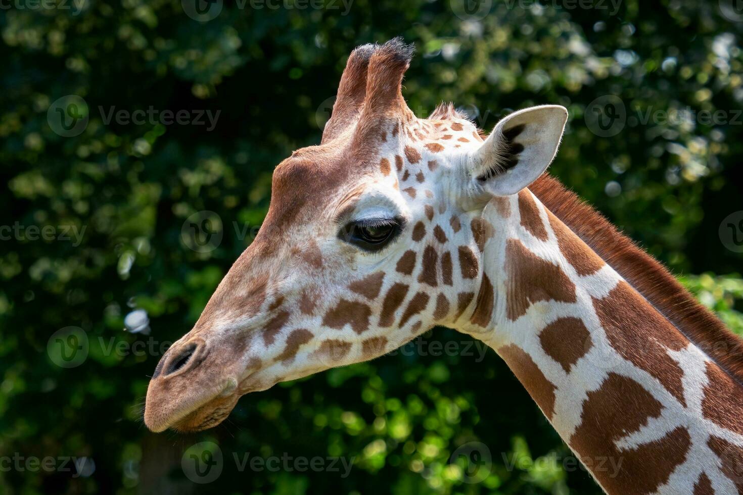 Portrait of Reticulated Giraffe, Giraffa camelopardalis reticulata, also known as the Somali giraffe. photo