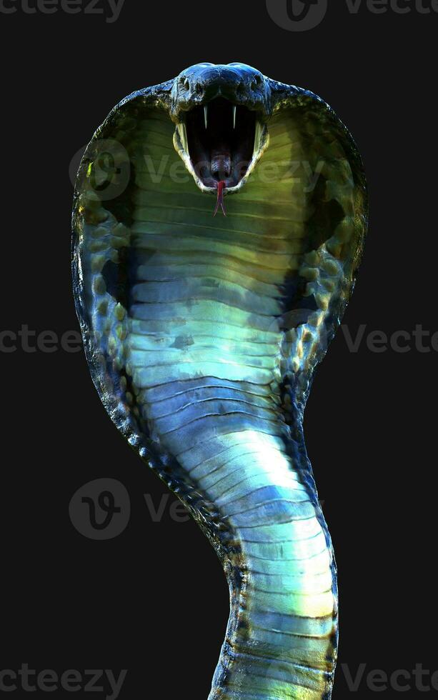 3d ilustración de cerca de Rey cobra serpiente ataque aislado en oscuro antecedentes con recorte camino. foto