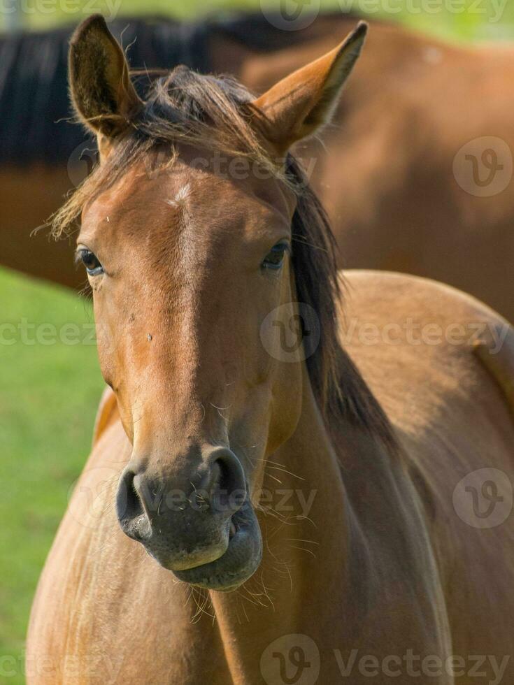 caballos en westfalia foto