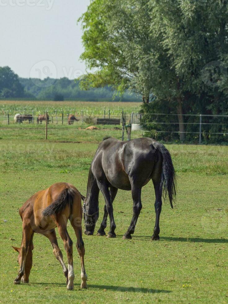 Horses in westphalia photo