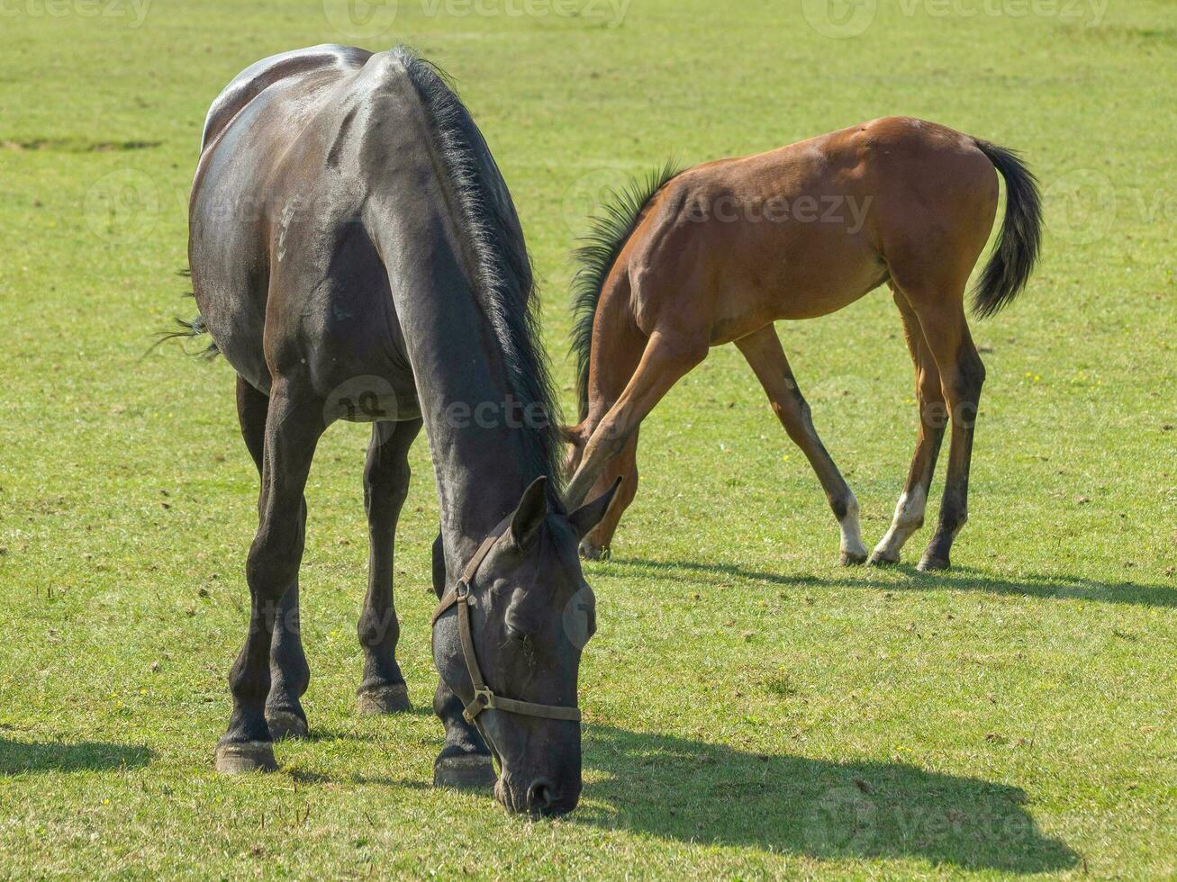 Horses in westphalia photo