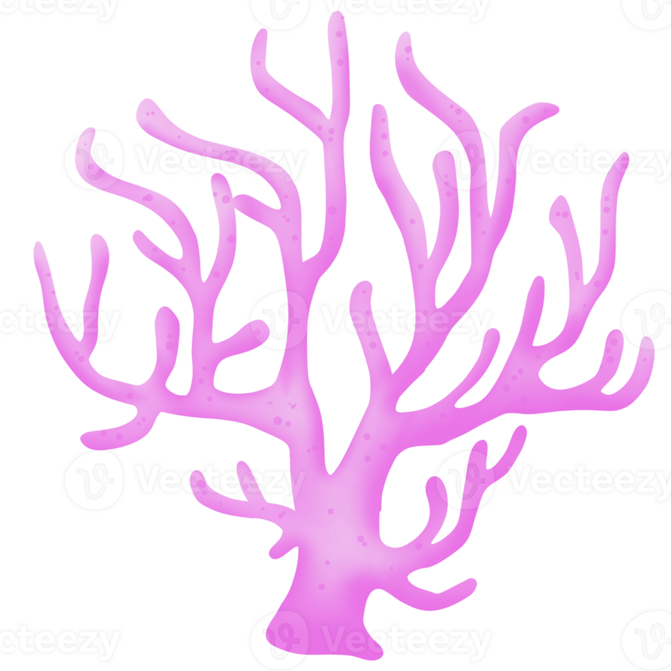 Coral under the sea png