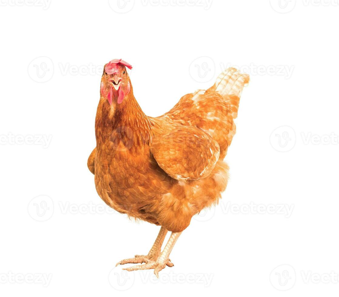 lleno cuerpo de marrón pollo gallina en pie aislado blanco antecedentes utilizar para granja animales y ganado tema foto