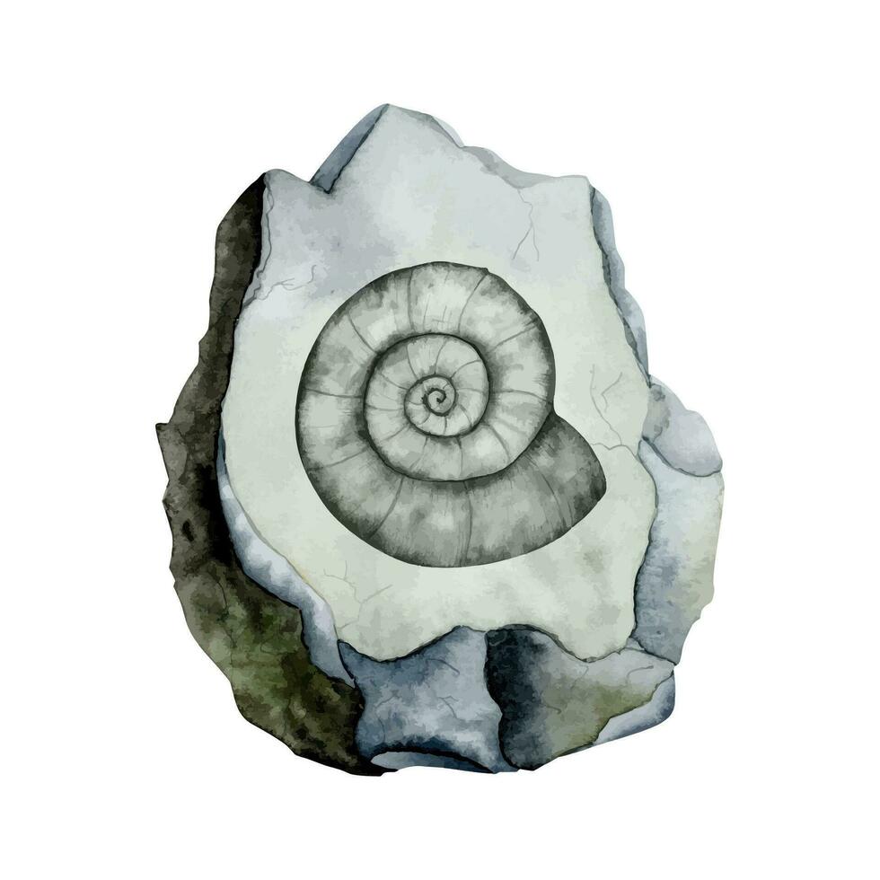 Ammonite fossil on grey stone watercolor vector illustration. Prehistoric scientific realistic drawing
