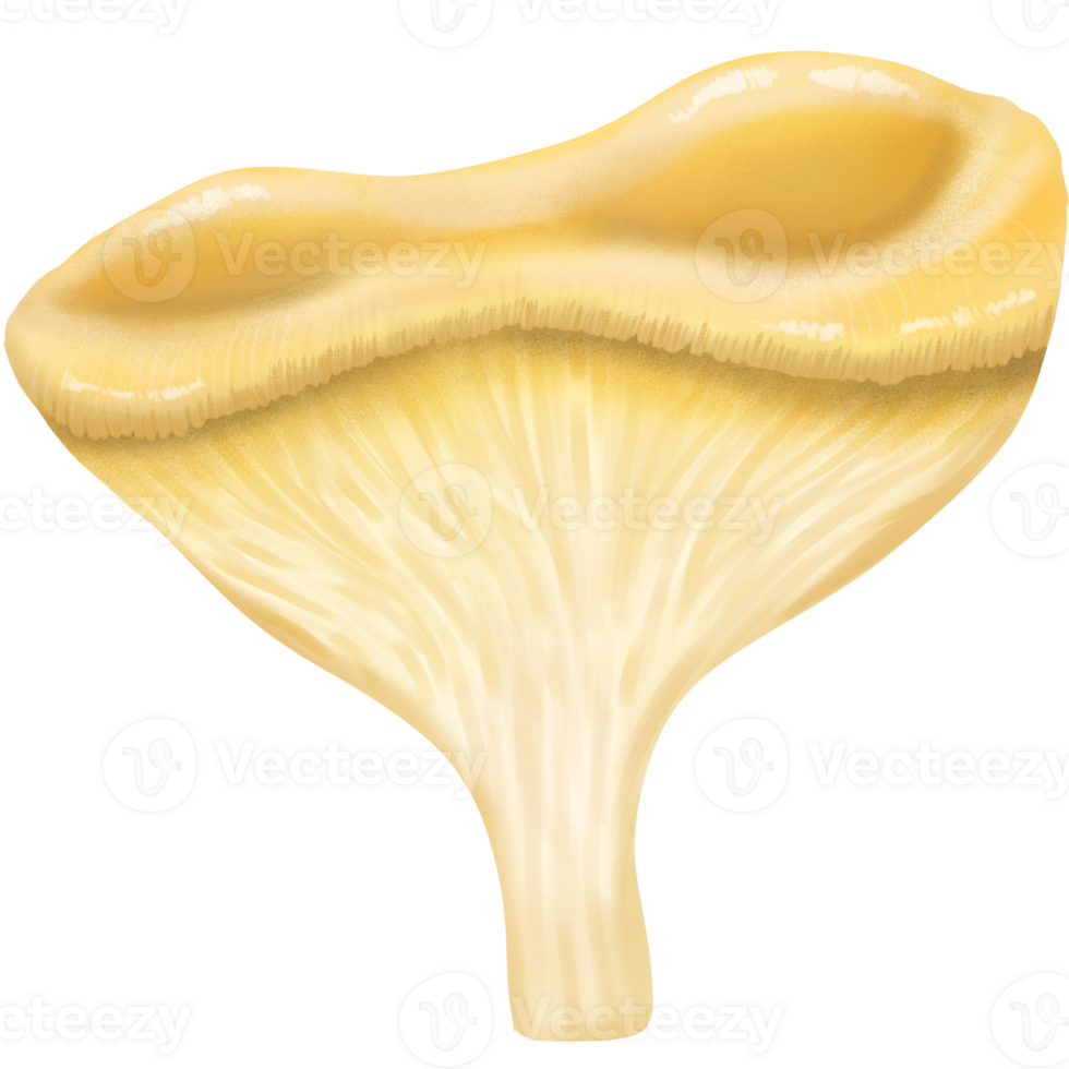 cute mushroom illustration. png
