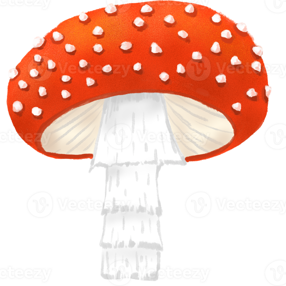 cute mushroom illustration. png