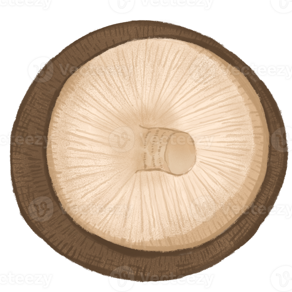 cute mushroom illustration. png