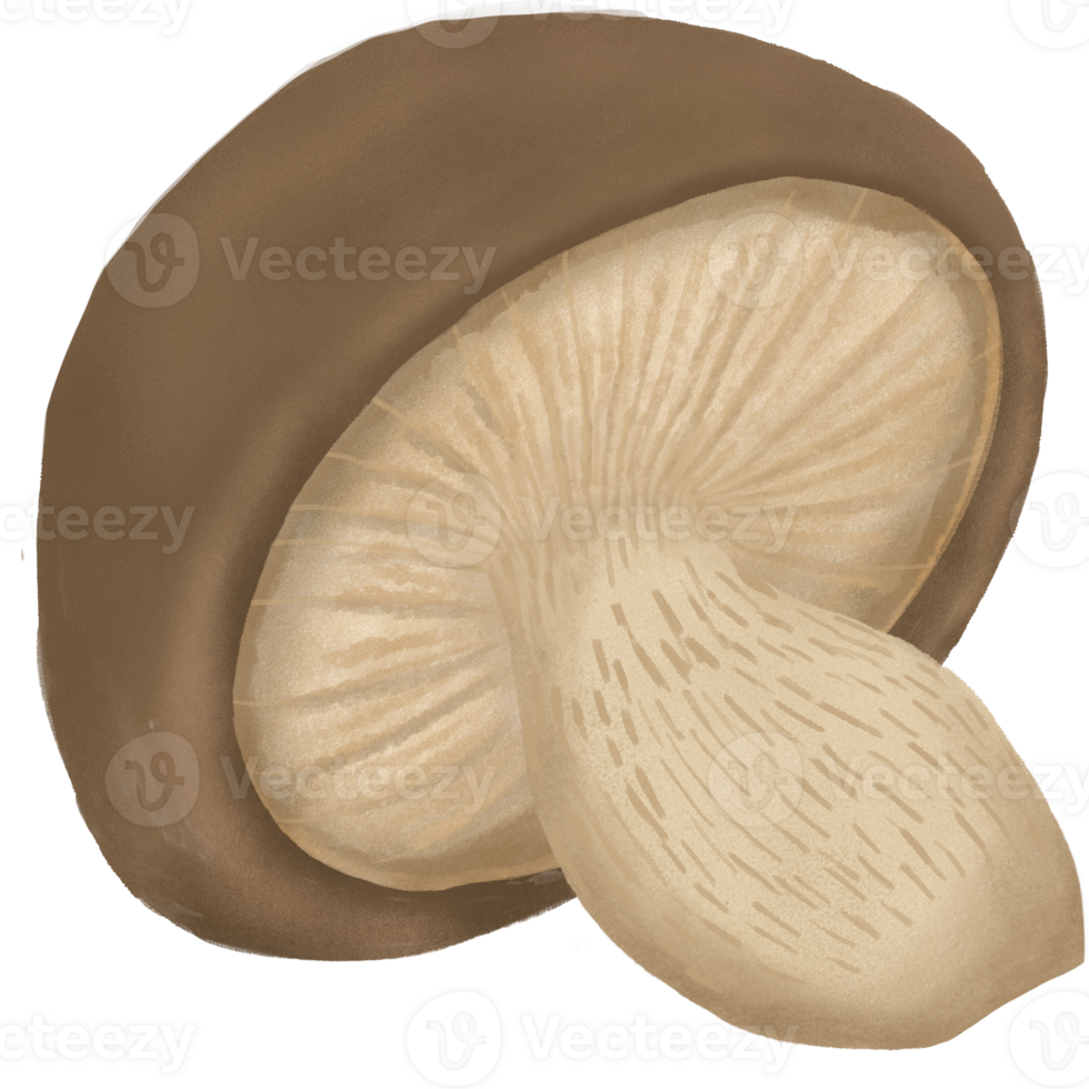 cute mushroom illustration. png