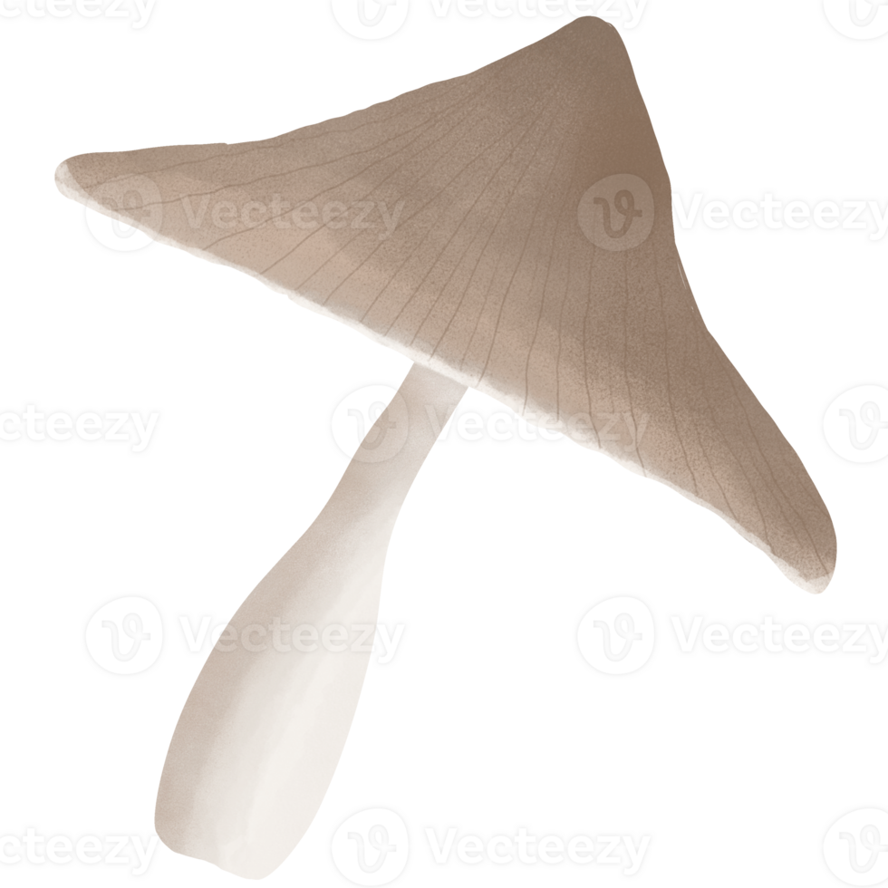 cute mushroom illustration. png