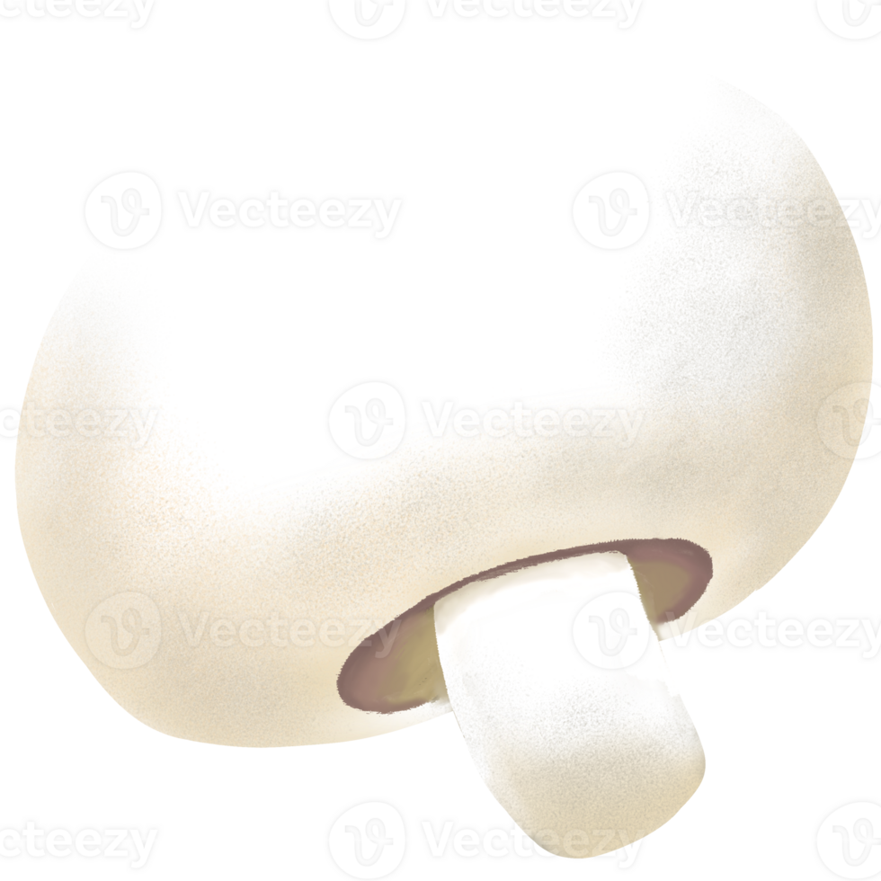 cute mushroom illustration. png