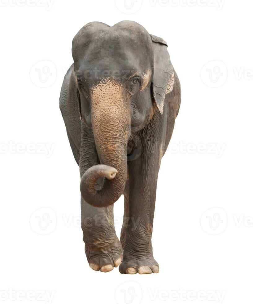 full body of asia elephant isolated white background photo