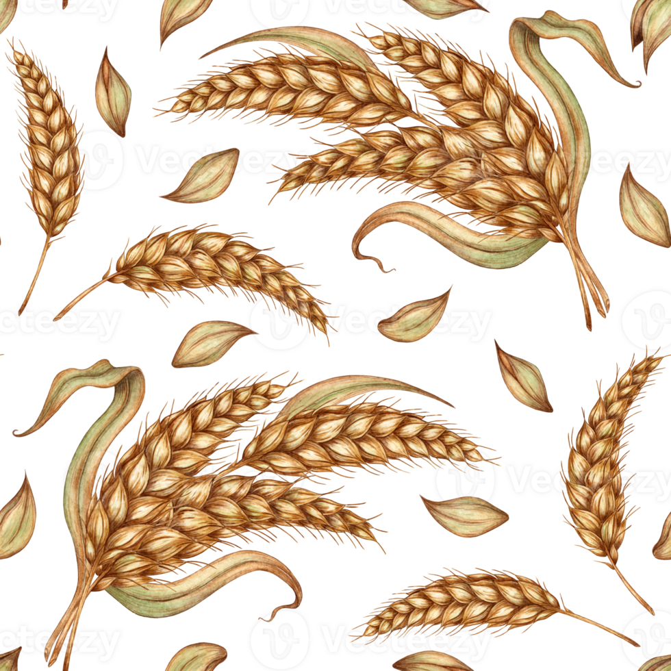 Watercolor illustration pattern of ripe wheat bunches, dried stalks, grains isolated. Rye cob, handmade oatmeal. Design element for advertising, beer festival, packaging, png
