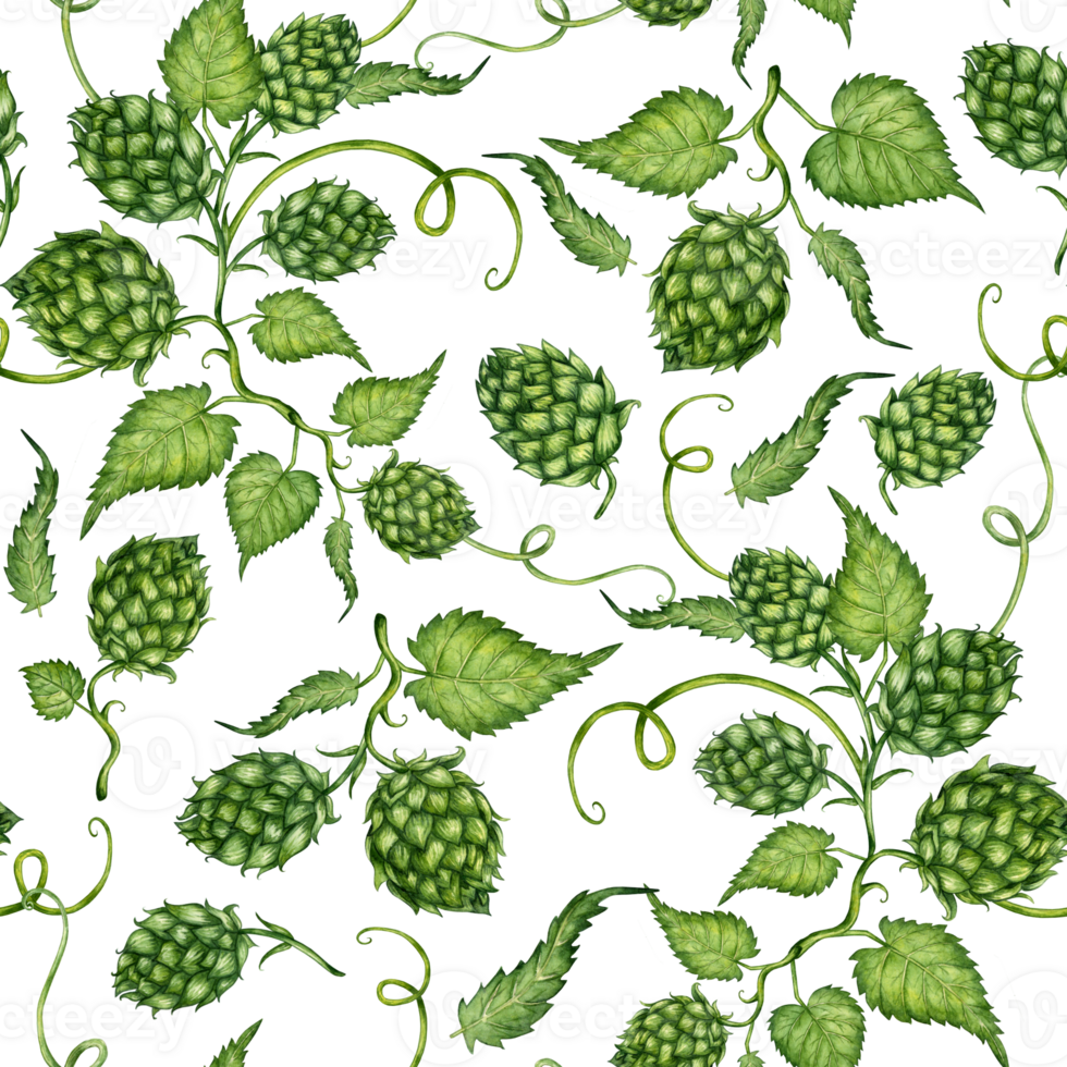 vattenfärg illustration mönster av färsk grön hopp gren med löv och koner för använda sig av i de bryggning industri. isolerat malt. kompositioner för affischer, kort, banderoller, flygblad, täcker, spellappar png