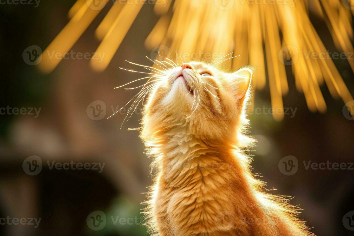 AI generated Close-up of cute cat gazing at something with beautiful bokeh background, Generative AI photo