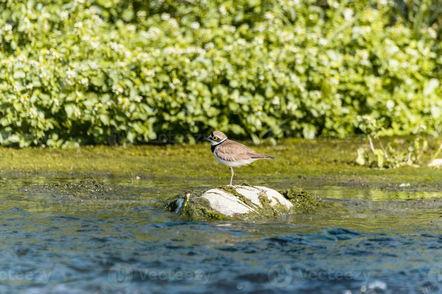Bird - Little ringed plover Charadrius dubius in the wild photo
