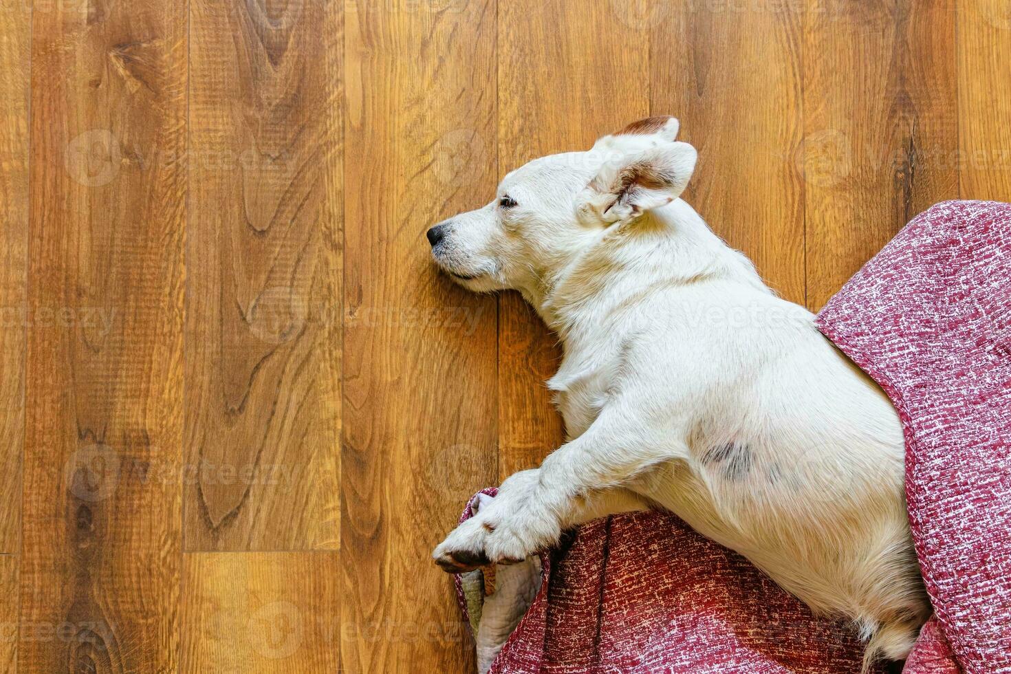 Lovely photo of a cute sleeping dog