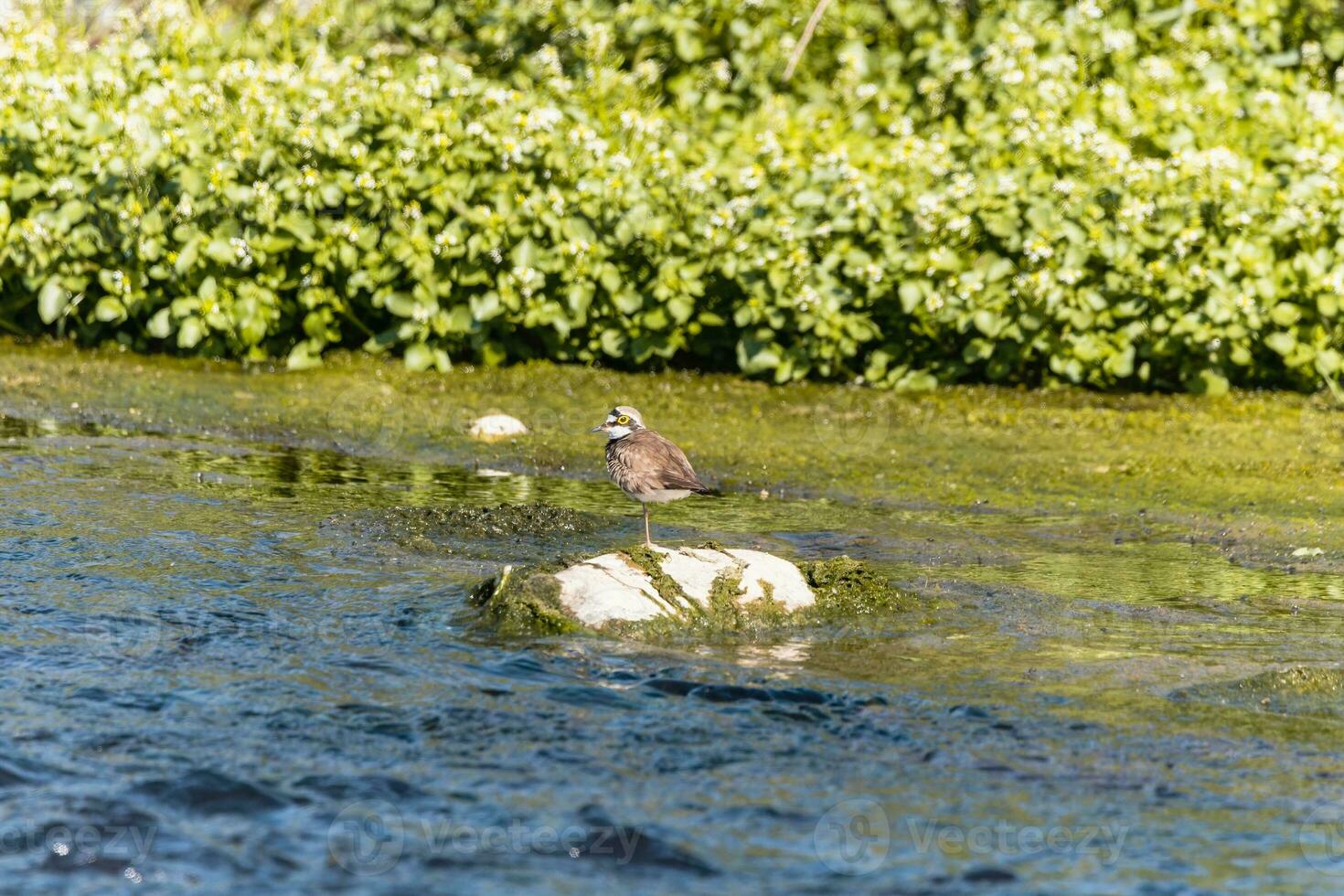 Bird - Little ringed plover Charadrius dubius in the wild photo