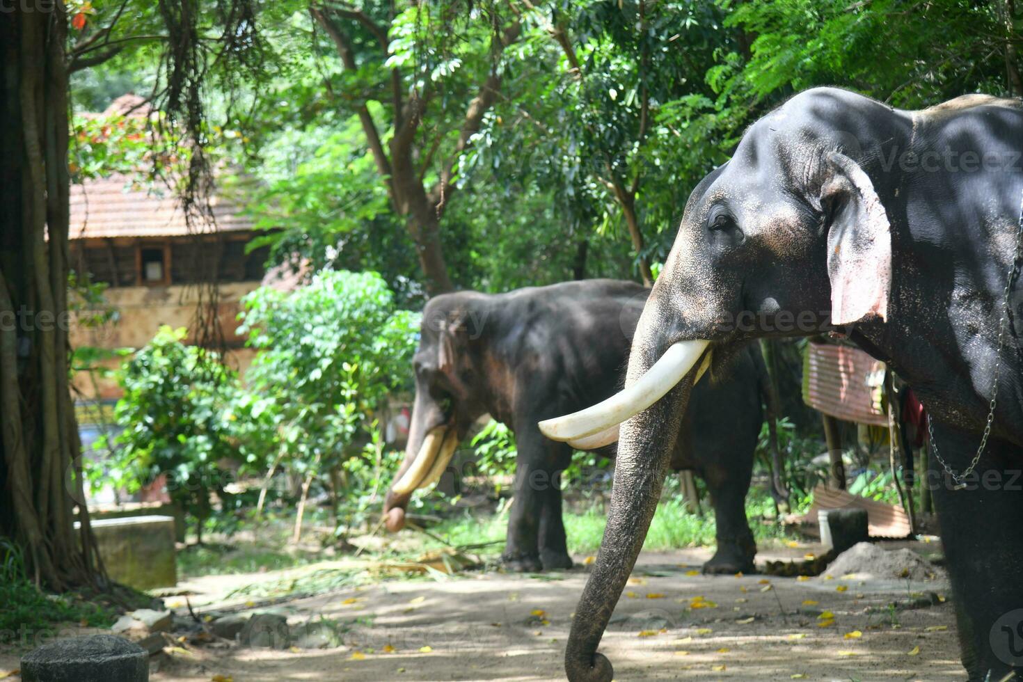 Asian elephants on Kerala elephant camp stock Images. photo