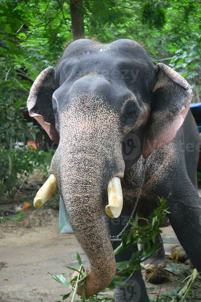 asiático elefantes en kerala elefante acampar valores imágenes foto