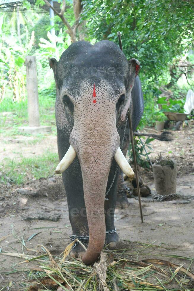 Asian elephants on Kerala elephant camp stock Images. photo