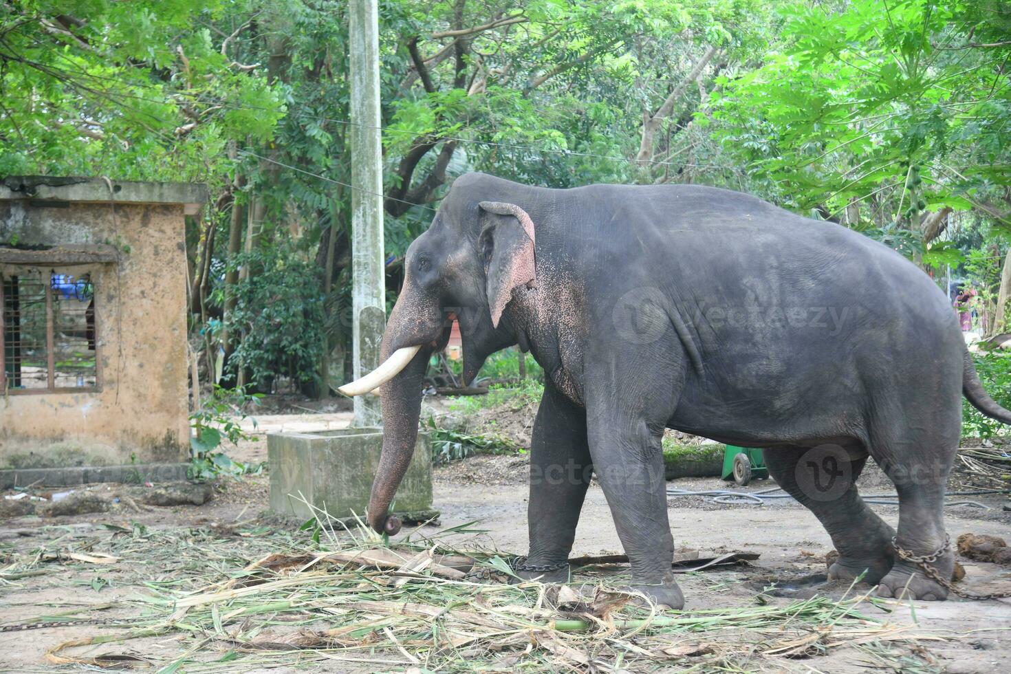 Asian elephants on Kerala elephant camp stock Images. photo