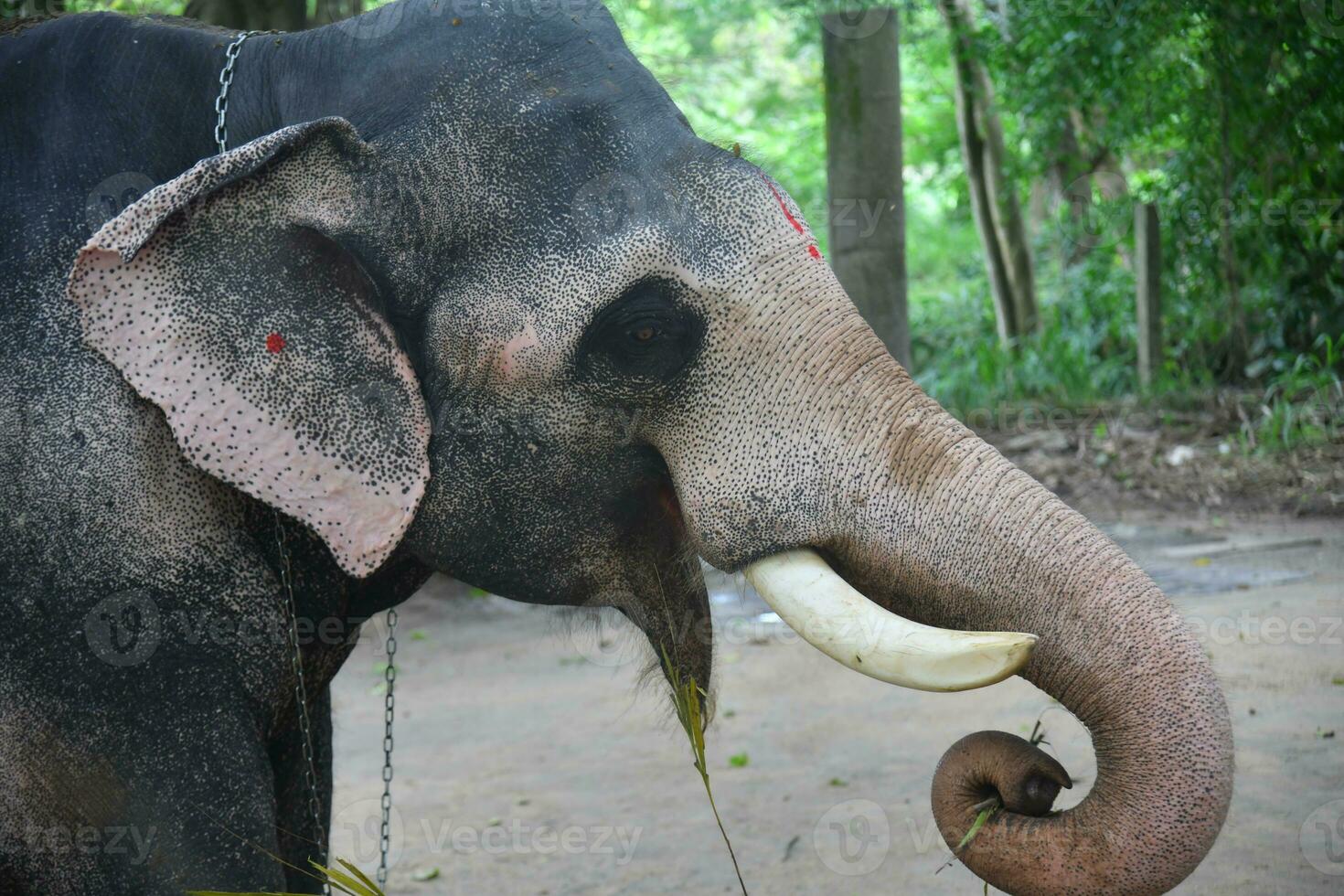 Asian elephants on Kerala elephant camp stock Images. photo