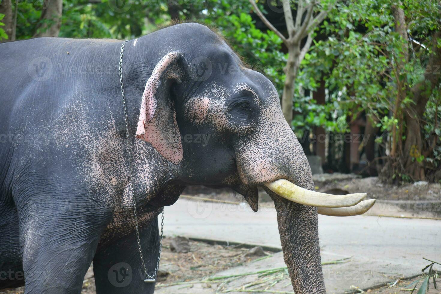 Asian elephants on Kerala elephant camp stock Images. photo