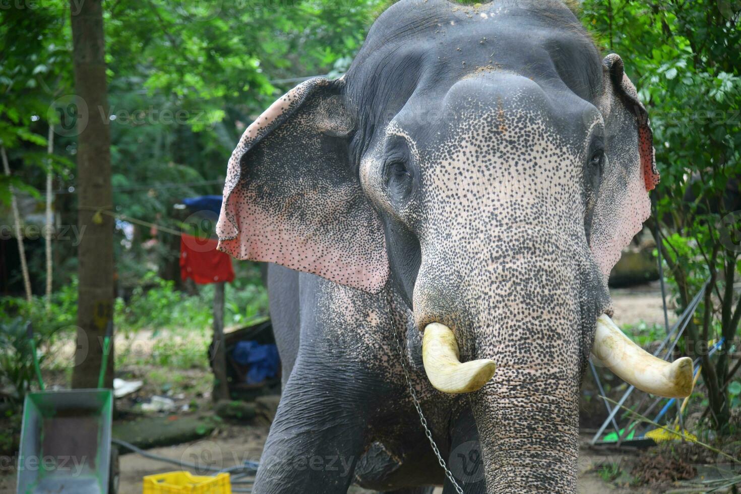 asiático elefantes en kerala elefante acampar valores imágenes foto