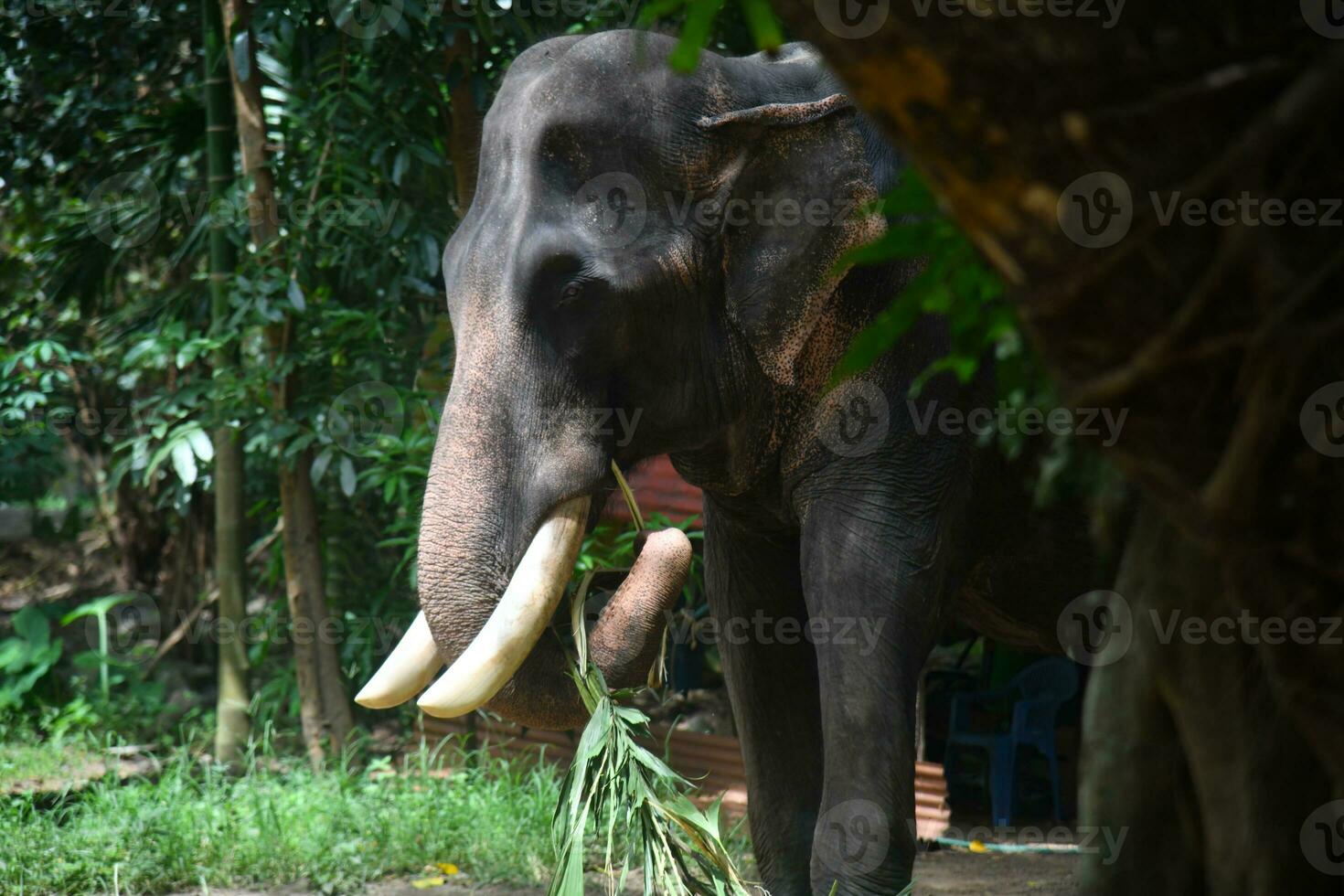 Asian elephants on Kerala elephant camp stock Images. photo