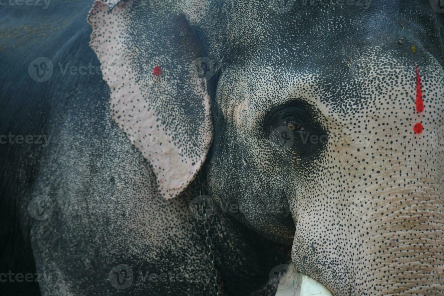 Asian elephants on Kerala elephant camp stock Images. photo