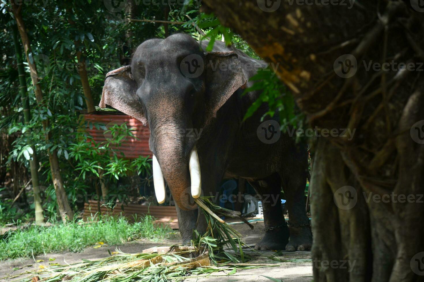 Asian elephants on Kerala elephant camp stock Images. photo