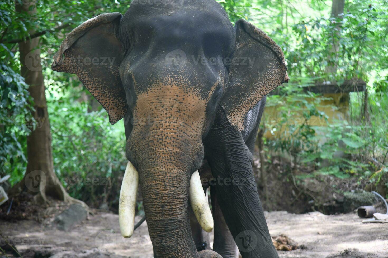 asiático elefantes en kerala elefante acampar valores imágenes foto