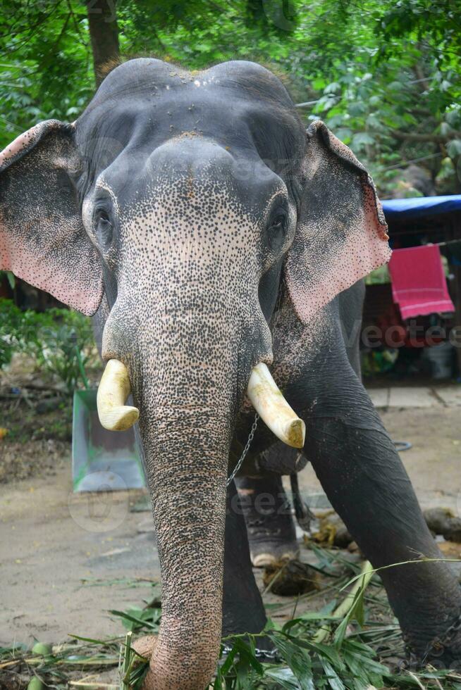 asiático elefantes en kerala elefante acampar valores imágenes foto