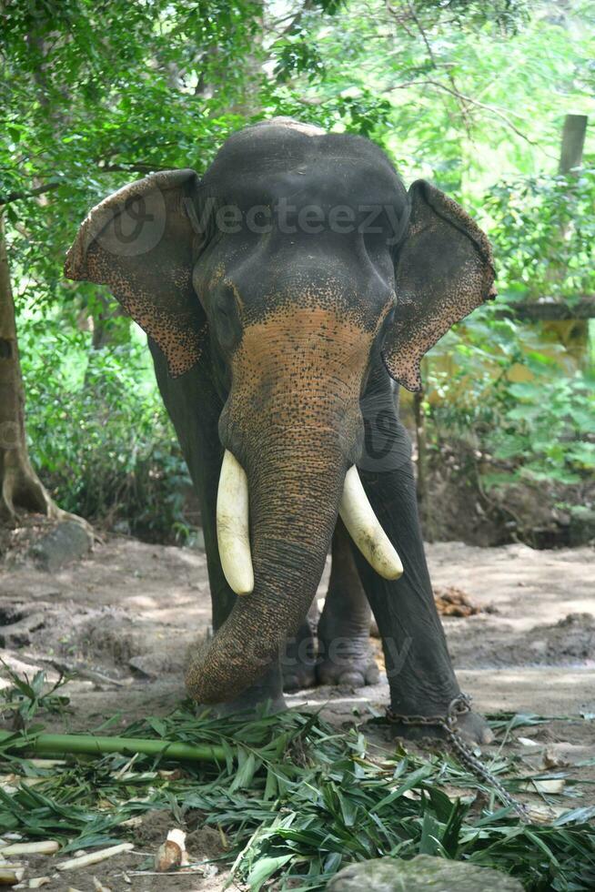 Asian elephants on Kerala elephant camp stock Images. photo