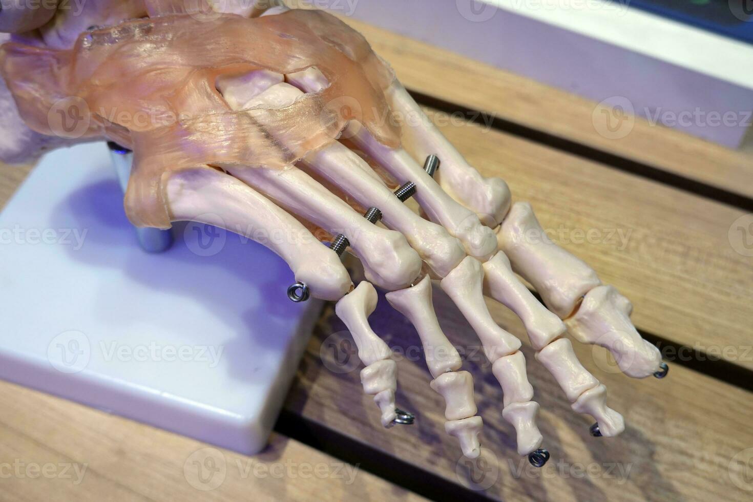 humano esqueleto pie tobillo hueso articulación anatomía modelo. foto
