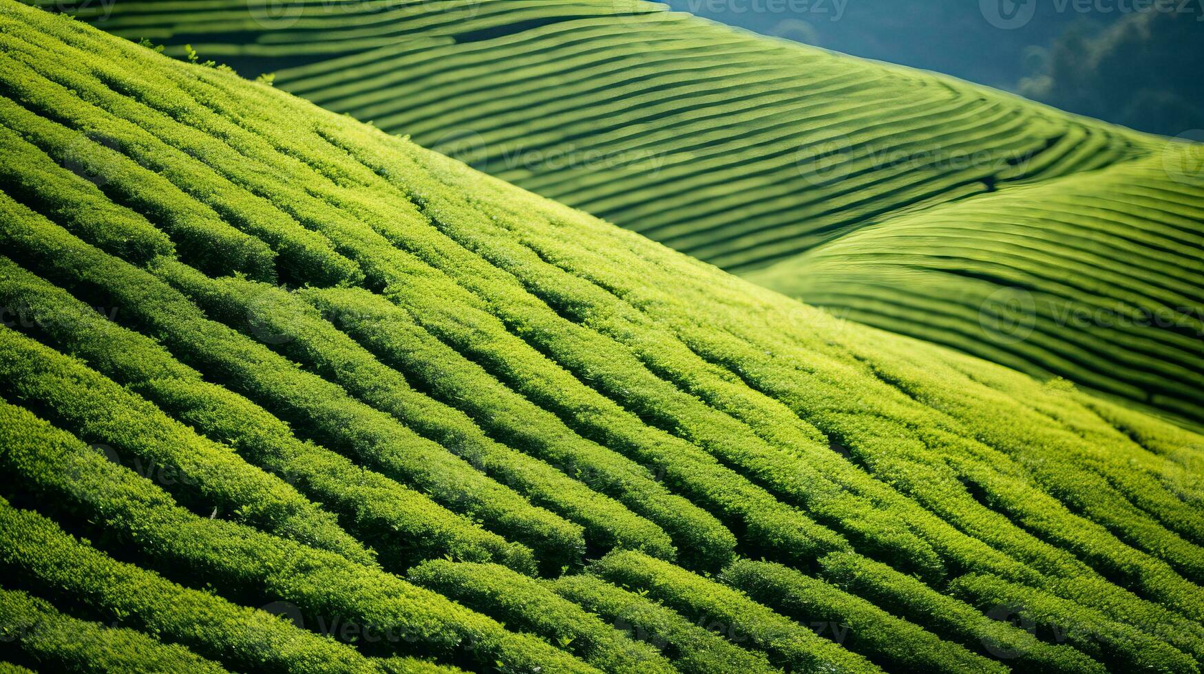 AI generated Tea plantation landscape, top view texture photo