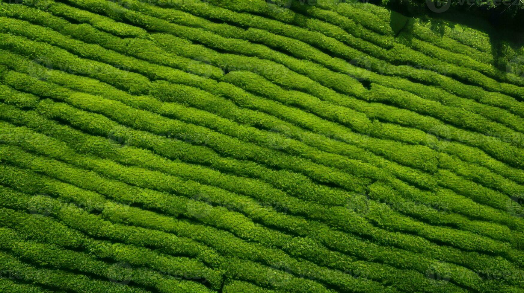 AI generated Tea plantation landscape, top view texture photo
