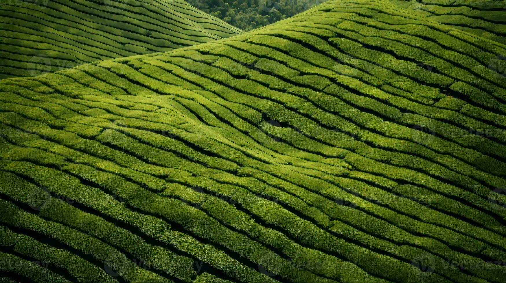 ai generado té plantación paisaje, parte superior ver textura foto